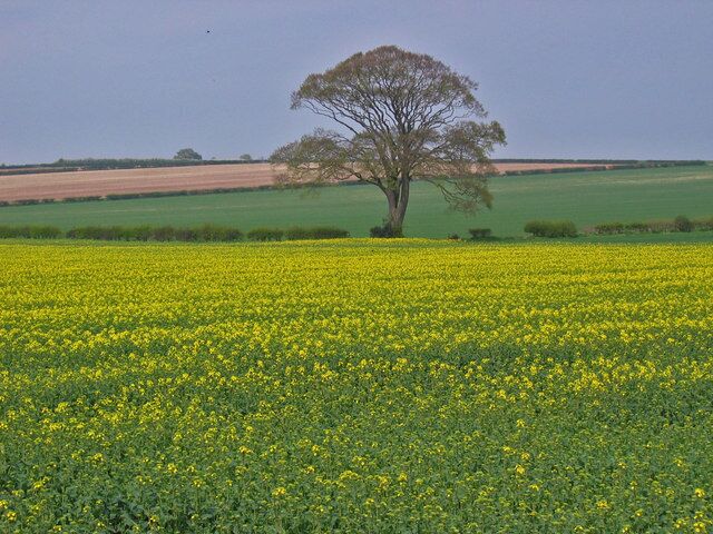 North of Kilham, East Riding of Yorkshire, England. Looking NW across the grid square, a typical view of the farmland in this area.