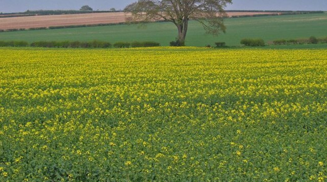 North of Kilham, East Riding of Yorkshire, England. Looking NW across the grid square, a typical view of the farmland in this area.