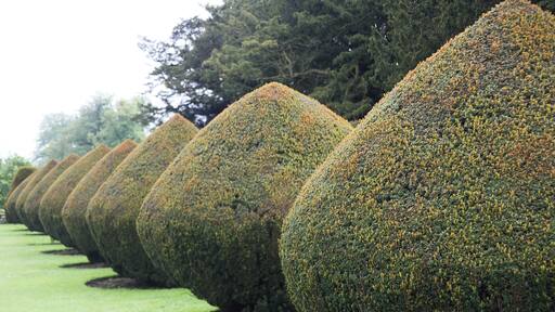 the garden of Buron Agnes Hall
