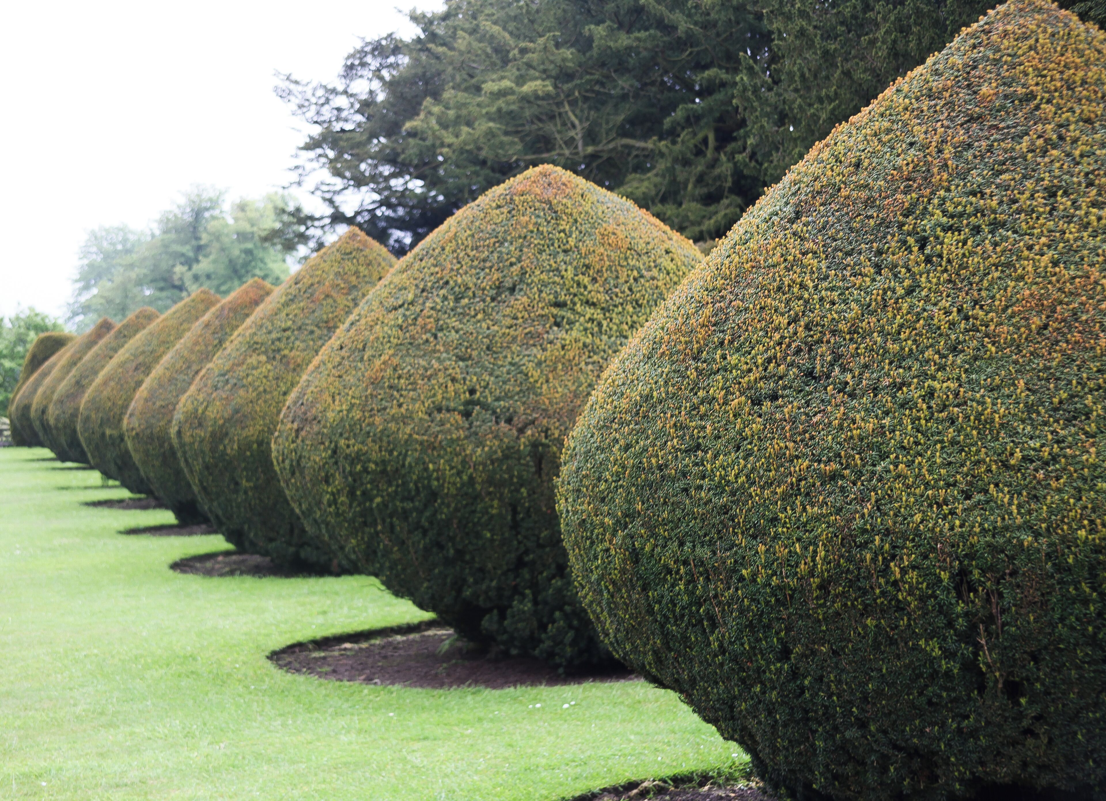 A row of neatly trimmed, spherical topiary trees on a well-maintained lawn.