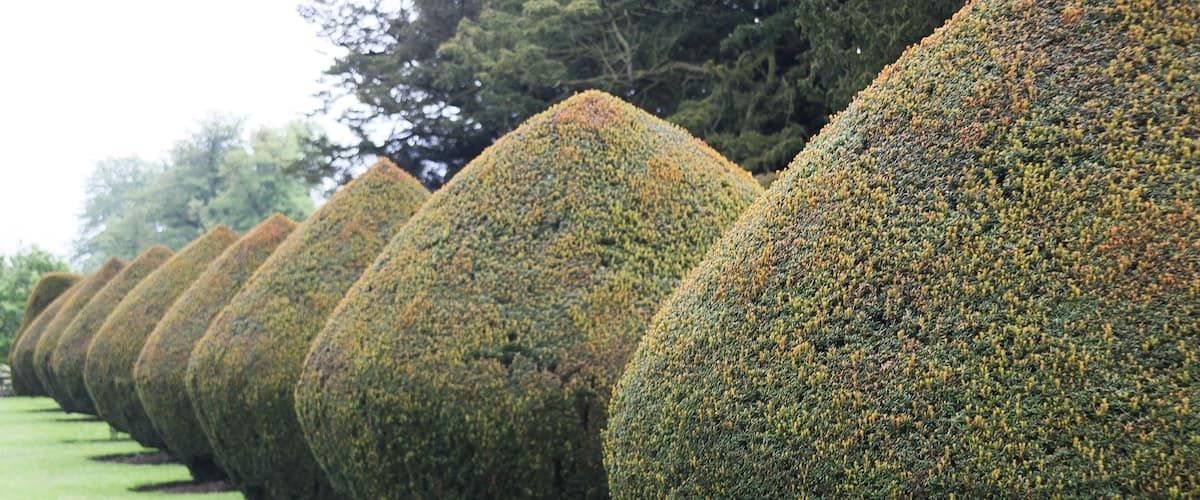 A row of neatly trimmed, spherical topiary trees on a well-maintained lawn.