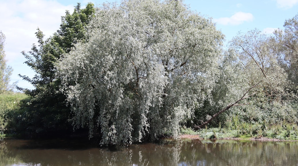 Nice woodland park nice river