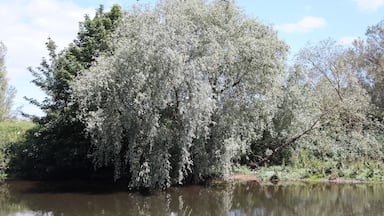 Nice woodland park nice river