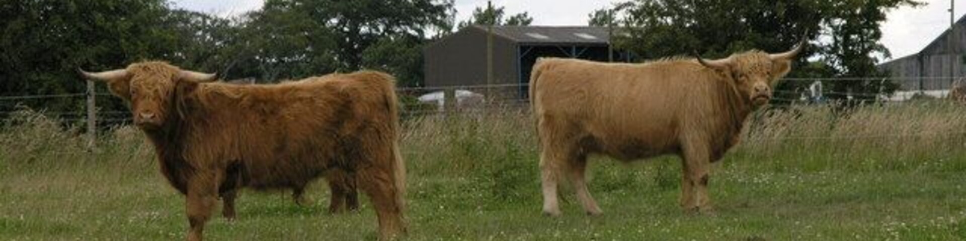 Two brown cattle in a grassy field with trees and a barn in the background.