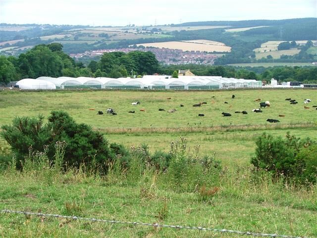 Lanchester Nurseries. The Roman road 'Dere Street' passes through the field of cows and underneath the left hand most polytunnels.