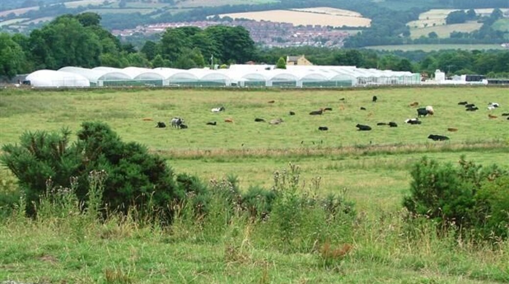 Lanchester Nurseries. The Roman road 'Dere Street' passes through the field of cows and underneath the left hand most polytunnels.