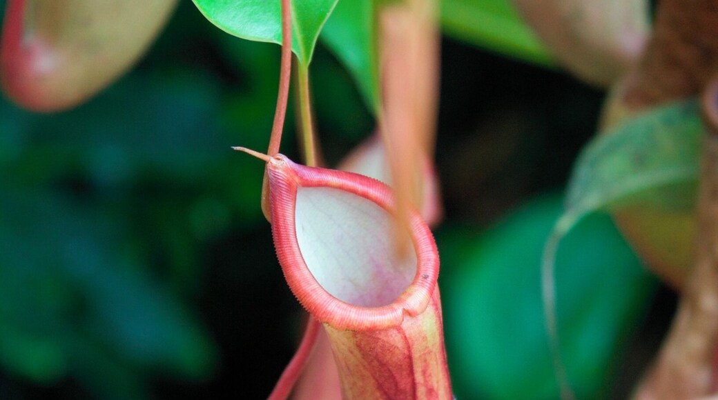A little known gem within Durham. A lovely walk through the gardens to the Greenhouses
