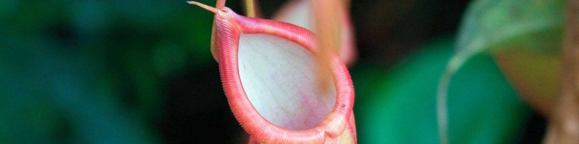 A little known gem within Durham. A lovely walk through the gardens to the Greenhouses