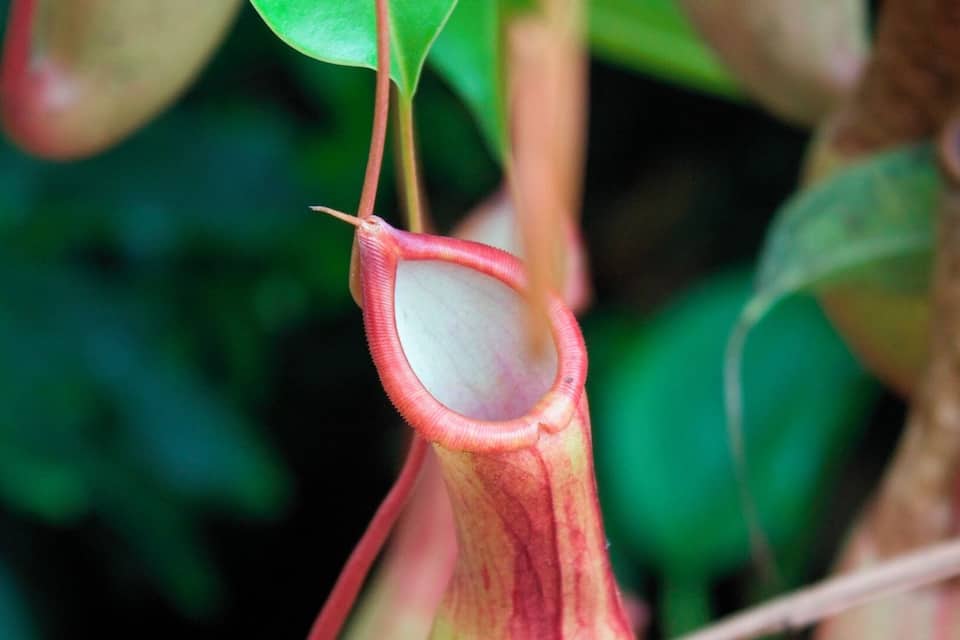 A pitcher plant with a red rim and green leaves.
