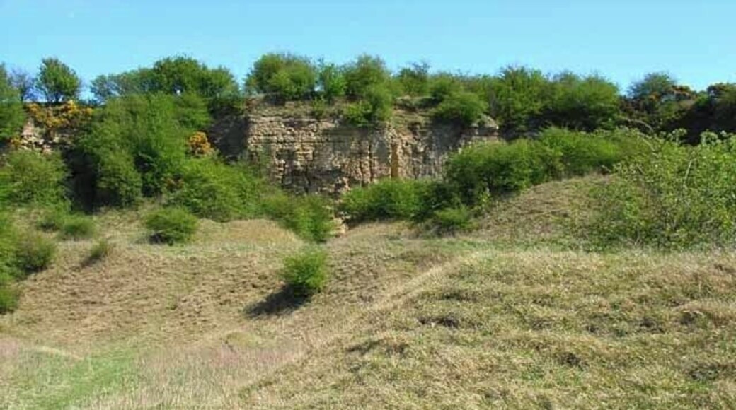 Pittington Quarry. Now abandoned, Pittington Quarry was one of the numerous quarries extracting dolomite from the Magnesian limestone escarpment in eastern county Durham. Many of these sites are now nature reserves, harbouring a rich variety of limestone-specific flora, and this one is a Site of Special Scientific Interest.