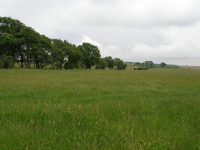 A grassy field with trees and a cloudy sky.
