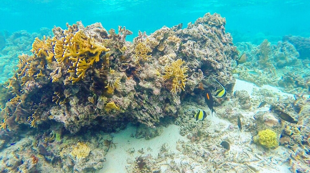 My favourite kind of holiday is one where I get explore beneath the waves. Loved the #snorkelling at Mystery Island #vanuatu #ocean #sealife #underwater #coral #nature #fish