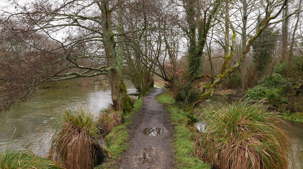 If you want to see wild watercress growing take a walk along the banks of the River Itchen in Itchen Abbas. You might also spot trout in the river and kingfishers flying by plus a duck or two! #Park #River