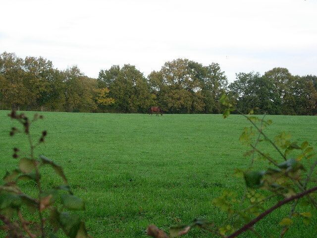 Yet another horse field. Lots of horsiculture round here