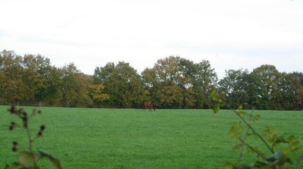 Yet another horse field. Lots of horsiculture round here