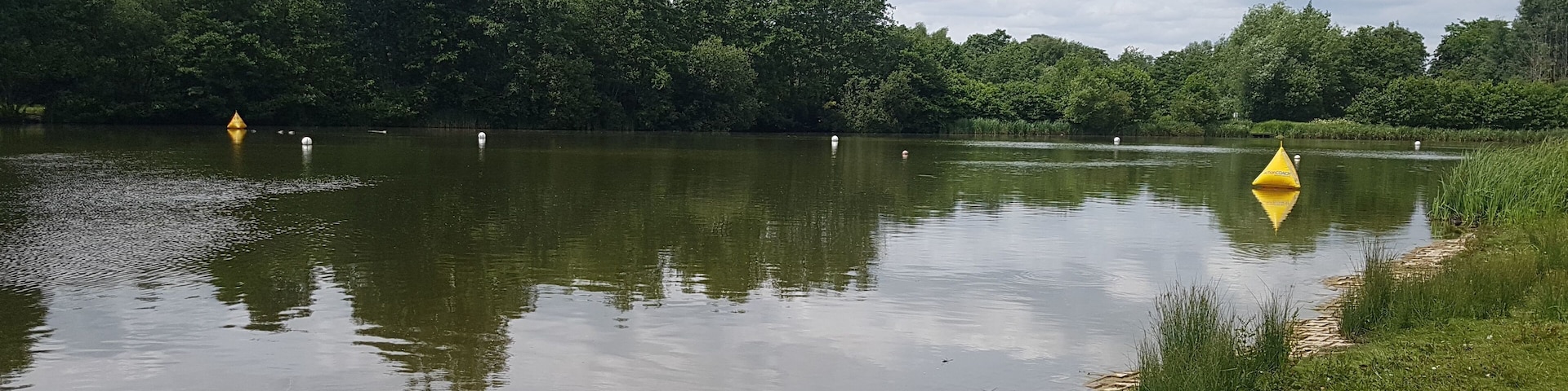 Un lago tranquilo con una orilla cubierta de hierba y árboles al fondo.