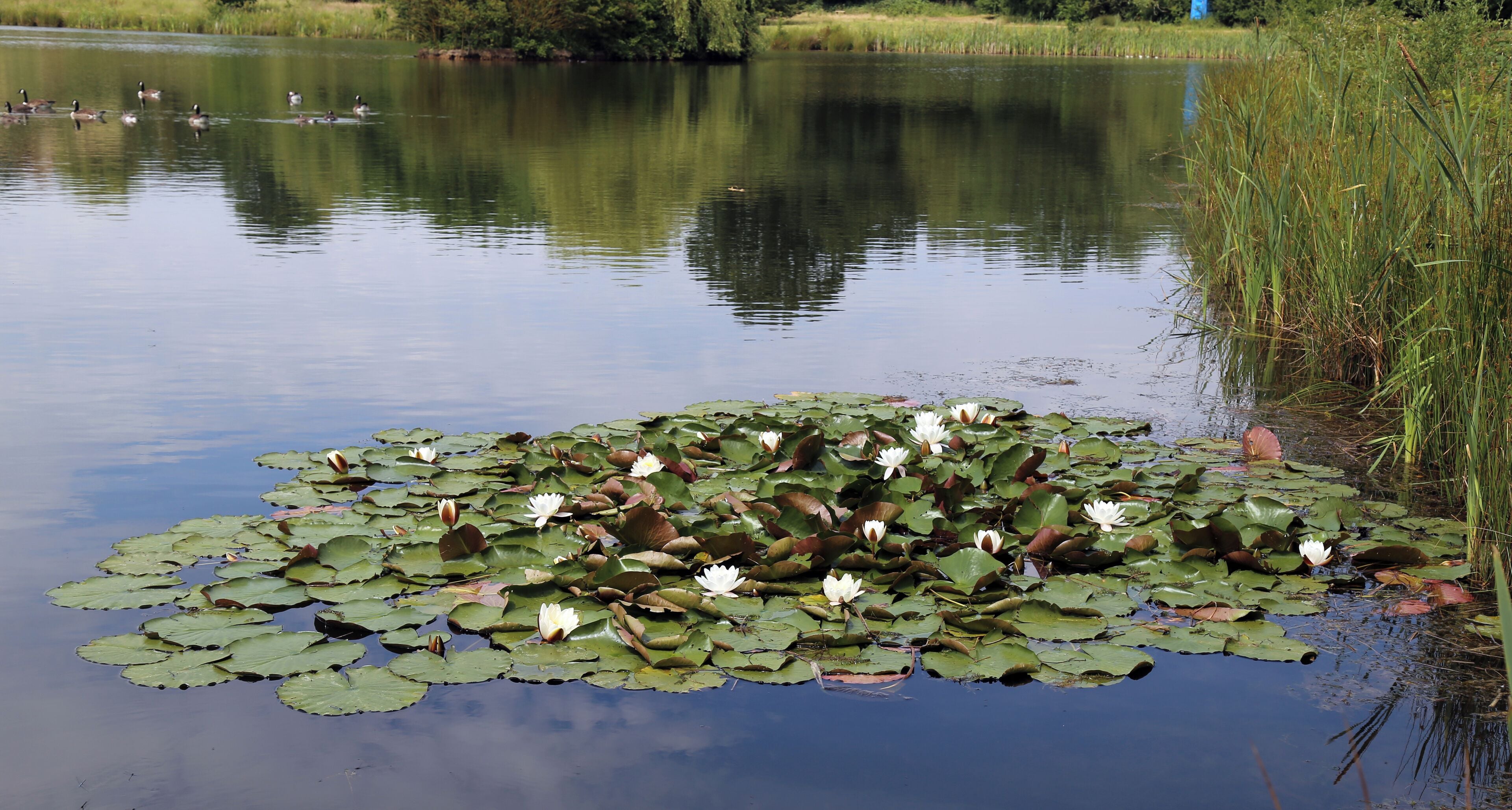 Waterlilies in a pond outside the west of the Woodland Trust wood, in the east of the civil parish of Theydon Bois, Essex, England