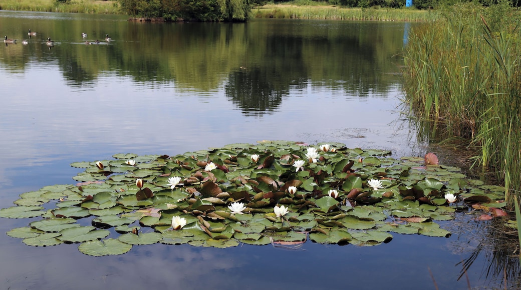 Waterlilies in a pond outside the west of the Woodland Trust wood, in the east of the civil parish of Theydon Bois, Essex, England