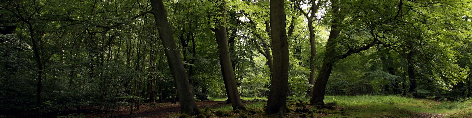 Un bosque con un sendero de tierra.