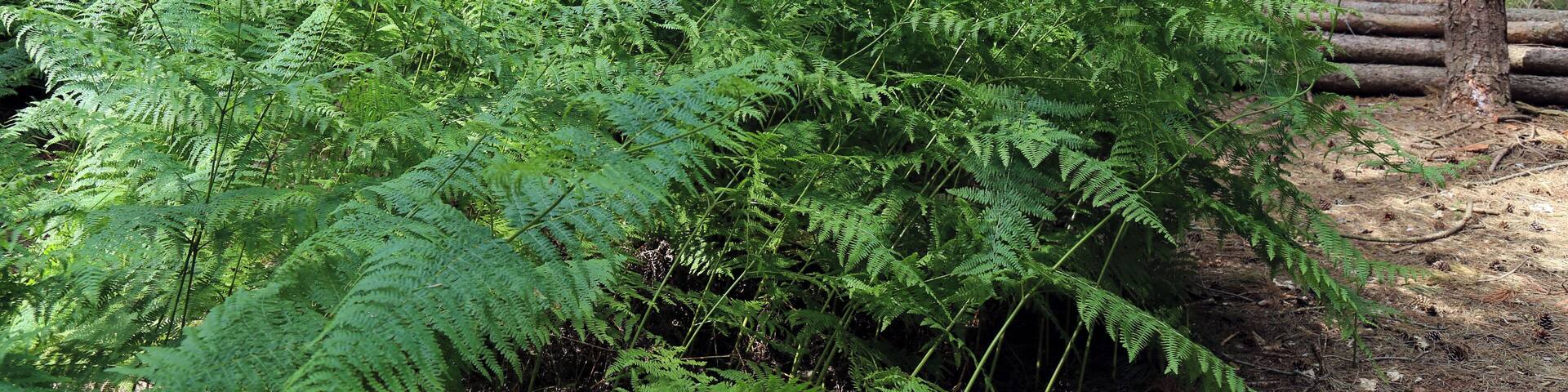 Bracken Pteridium aquilinum in a pine plantation on Banks Lane in the civil parish of Theydon Mount, Essex, England