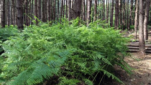 Bracken Pteridium aquilinum in a pine plantation on Banks Lane in the civil parish of Theydon Mount, Essex, England