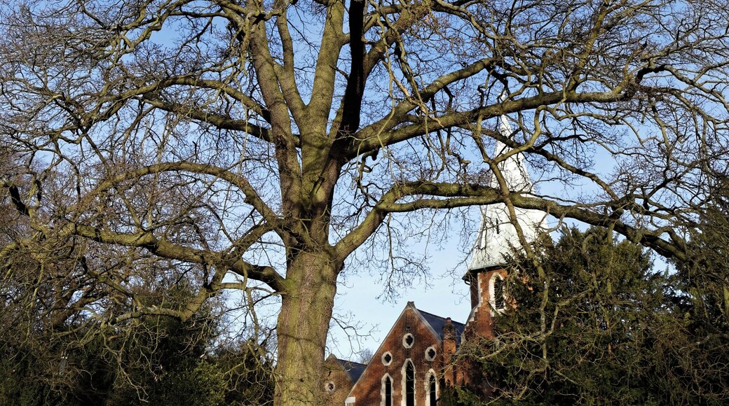 An oak in the churchyard of St Mary the Virgin's Church, on Piercing Hill, Theydon Bois, Essex, England. Camera: Canon EOS 6D with Canon EF 24-105mm F4L IS USM lens. Software: large RAW file lens-corrected, optimized and downsized with DxO OpticsPro 10 Elite, Viewpoint 2, and Adobe Photoshop CS2.