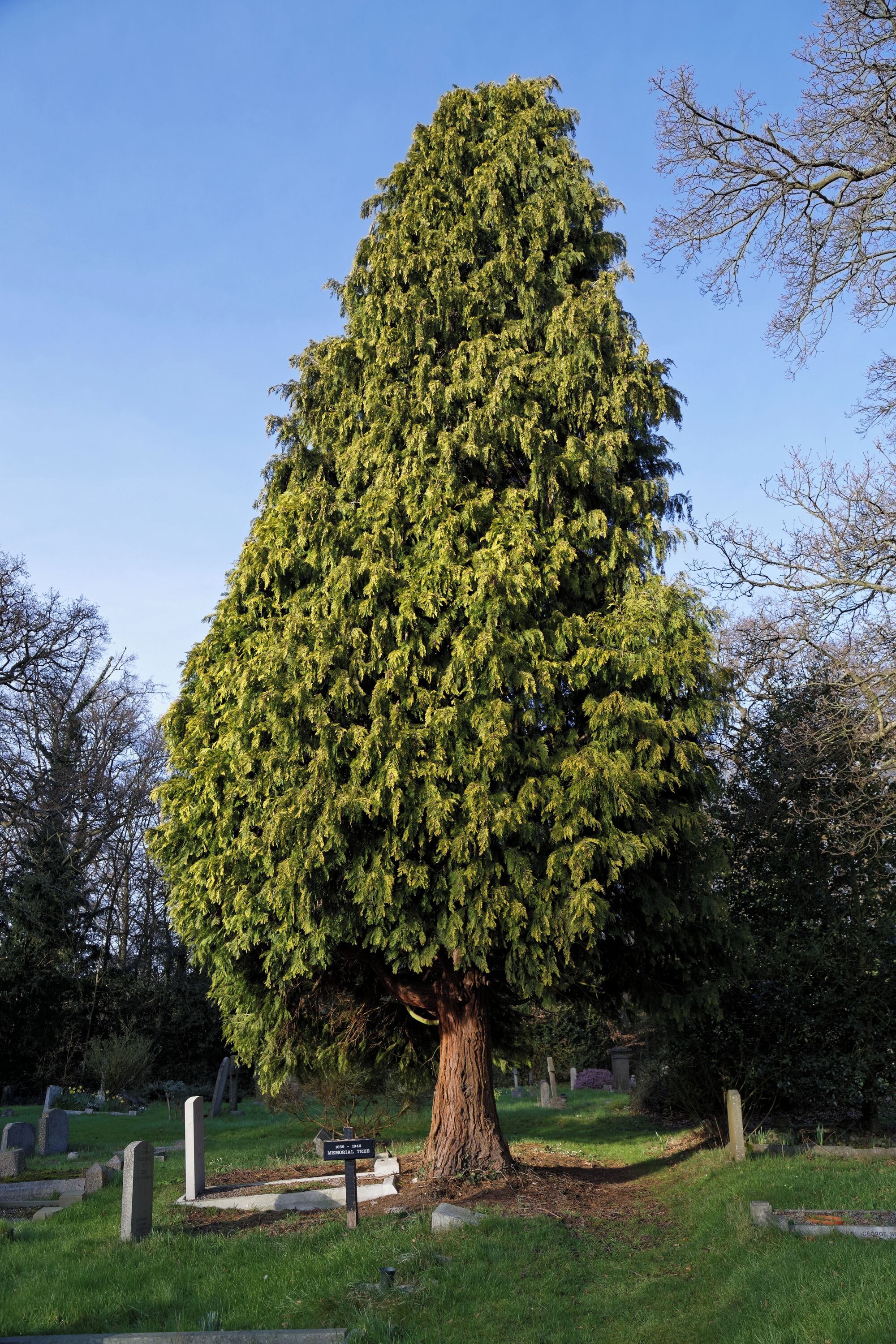 A conifer 1939-1945 Memorial Tree in the churchyard of St Mary the Virgin's Church, on Piercing Hill, Theydon Bois, Essex, England. Camera: Canon EOS 6D with Canon EF 24-105mm F4L IS USM lens. Software: large RAW file lens-corrected, optimized and downsized with DxO OpticsPro 10 Elite, Viewpoint 2, and Adobe Photoshop CS2.