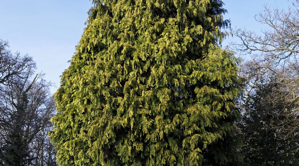 A conifer 1939-1945 Memorial Tree in the churchyard of St Mary the Virgin's Church, on Piercing Hill, Theydon Bois, Essex, England. Camera: Canon EOS 6D with Canon EF 24-105mm F4L IS USM lens. Software: large RAW file lens-corrected, optimized and downsized with DxO OpticsPro 10 Elite, Viewpoint 2, and Adobe Photoshop CS2.