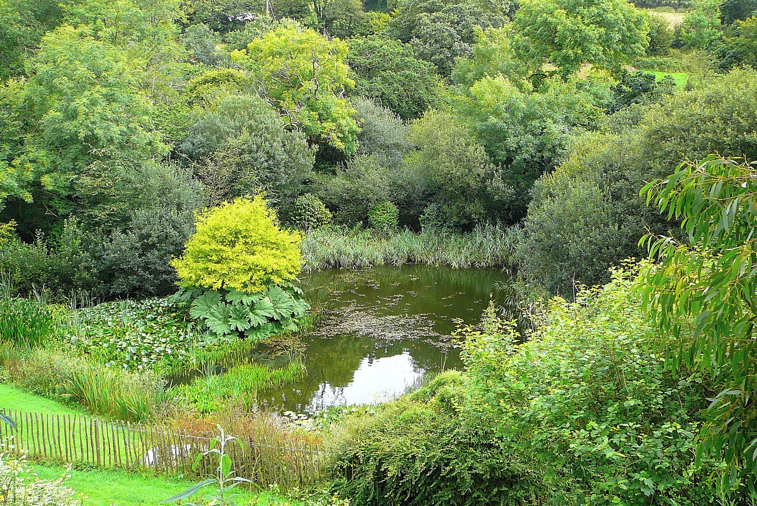 A pond surrounded by dense greenery and trees.