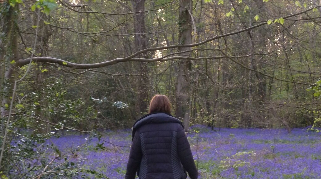 Fantastic walks at bluebell time!