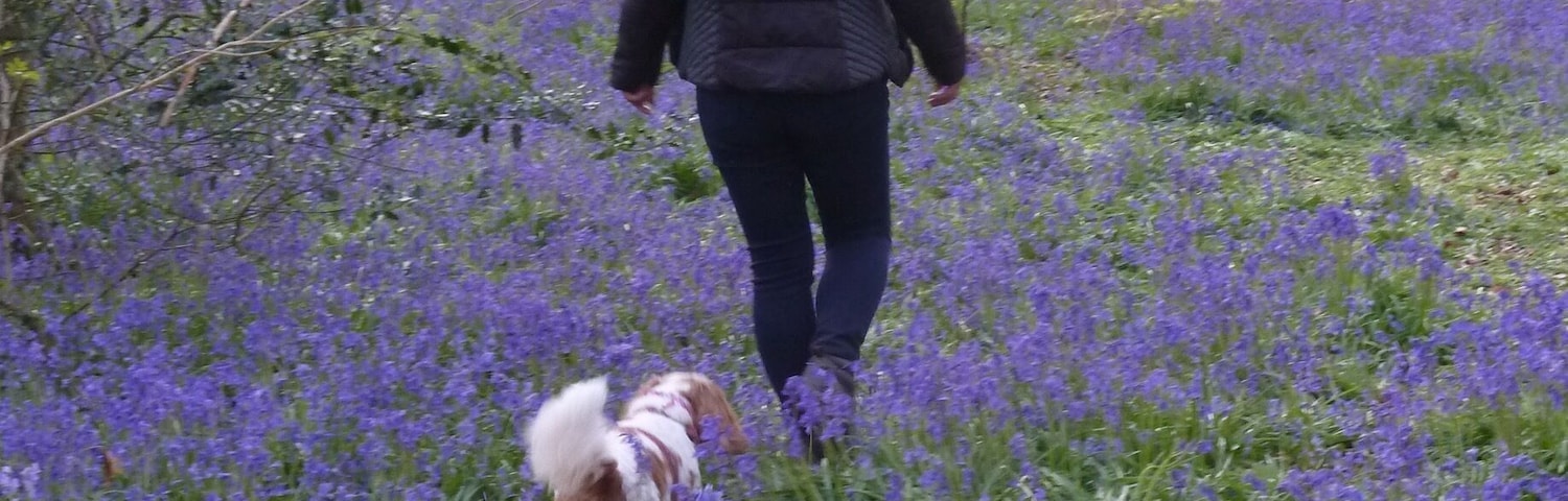 Fantastic walks at bluebell time!