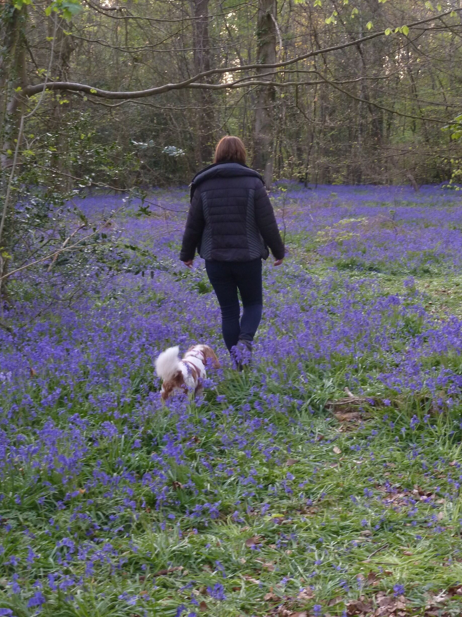 A person walking a dog through a field of purple flowers.