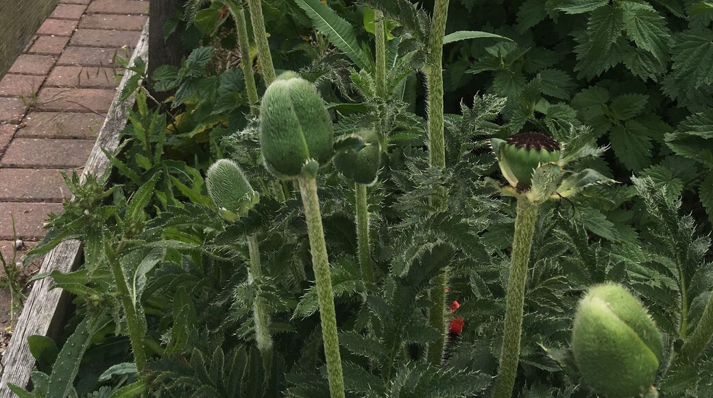 Beautiful wild poppies 💕