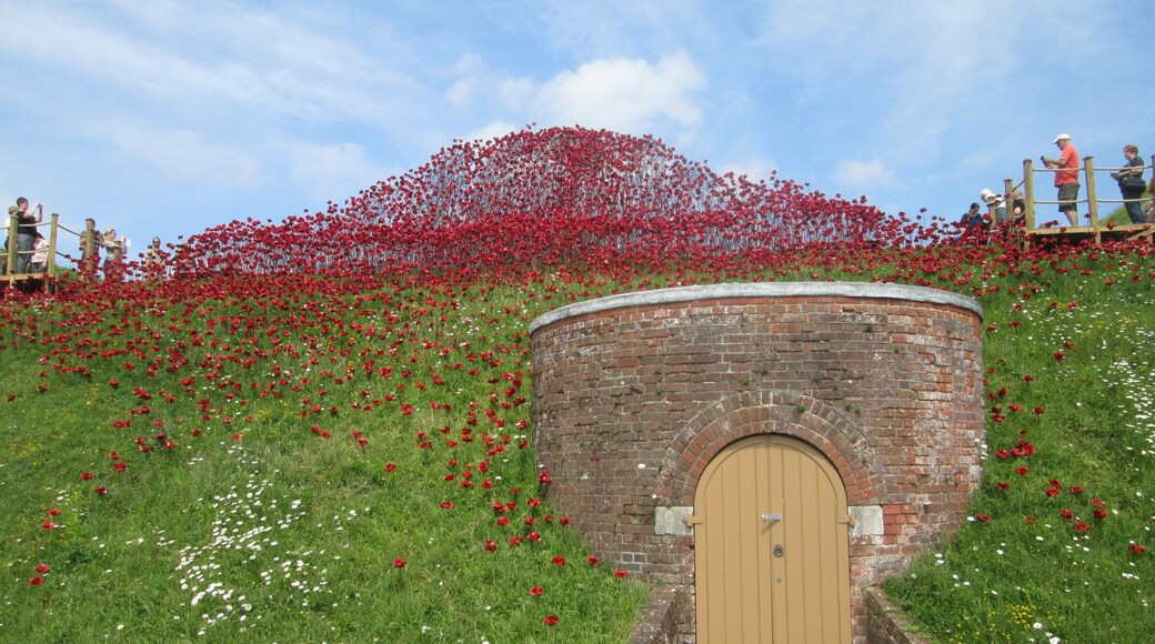 remembrance poppies