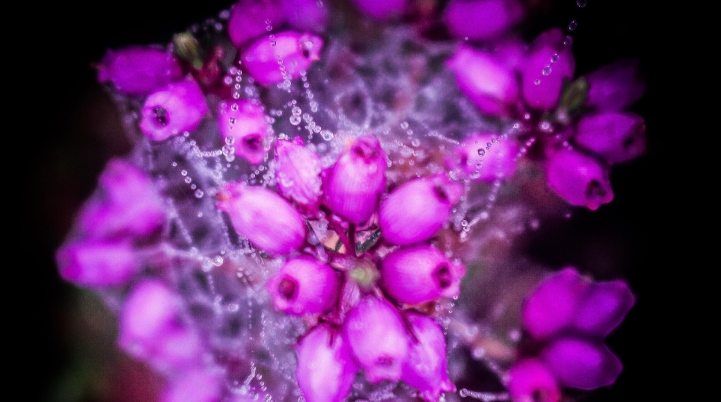 Autumn mornings give simple beauty