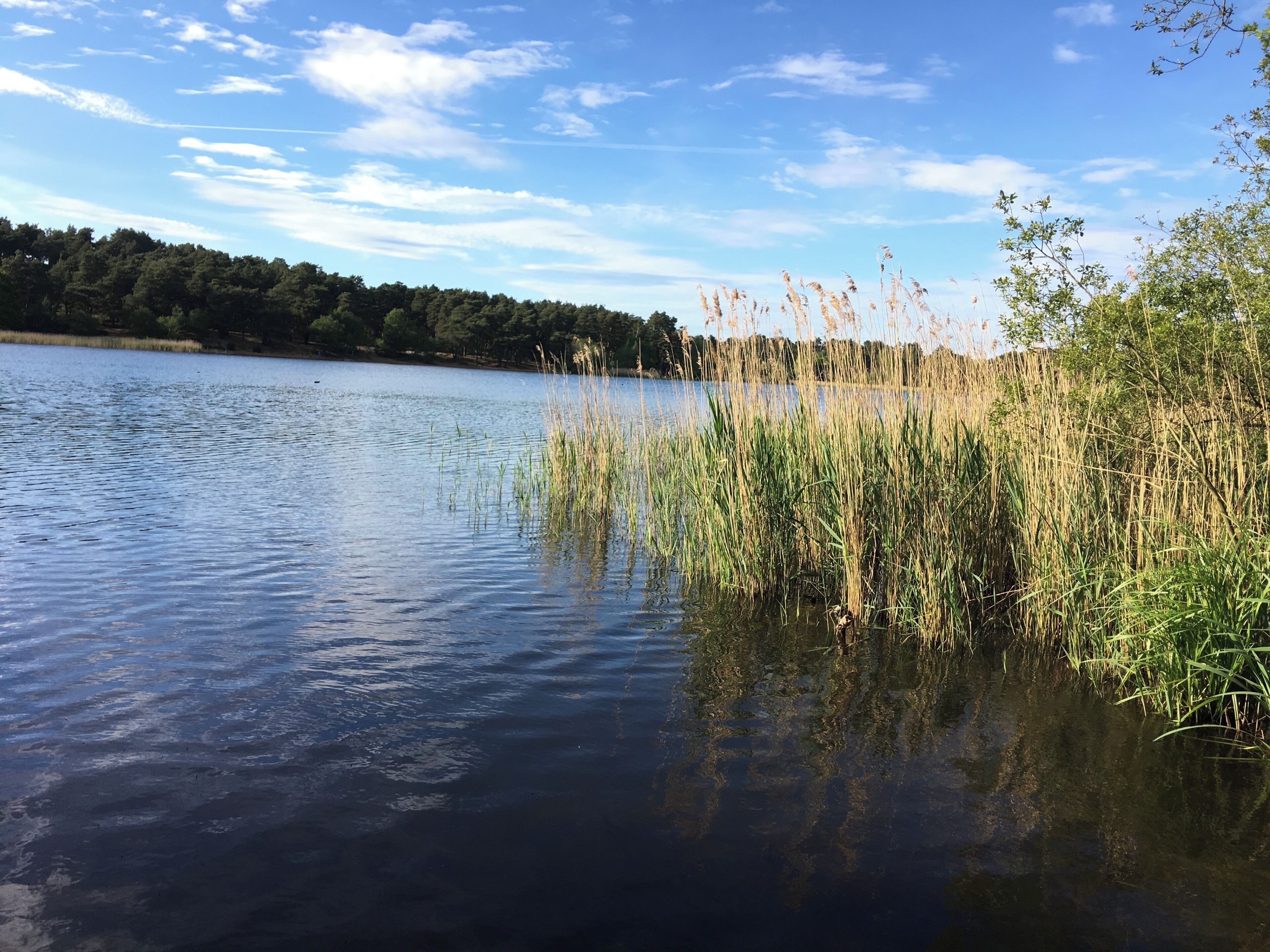 Frensham Little Pond, Nr. Farnham, Surrey, England. 