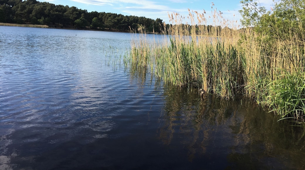 Frensham Little Pond, Nr. Farnham, Surrey, England.