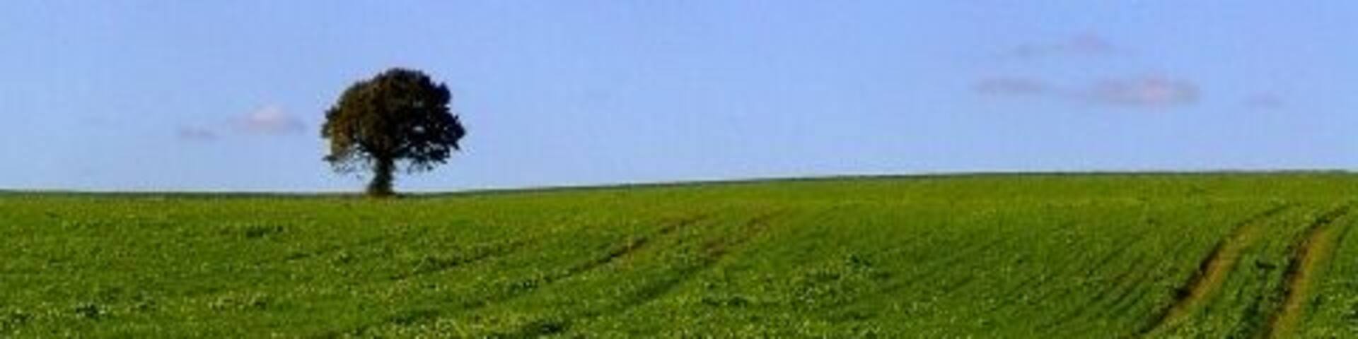 St Swithun's Way, near Bentley All the constituents of a child's painting of a landscape are here: blue sky, fluffy white clouds, a tree and green grass (only I don't think it's a hay crop). It has to be high summer, but actually it's 1 November... Taken about ten minutes before 271174 at roughly 2pm.