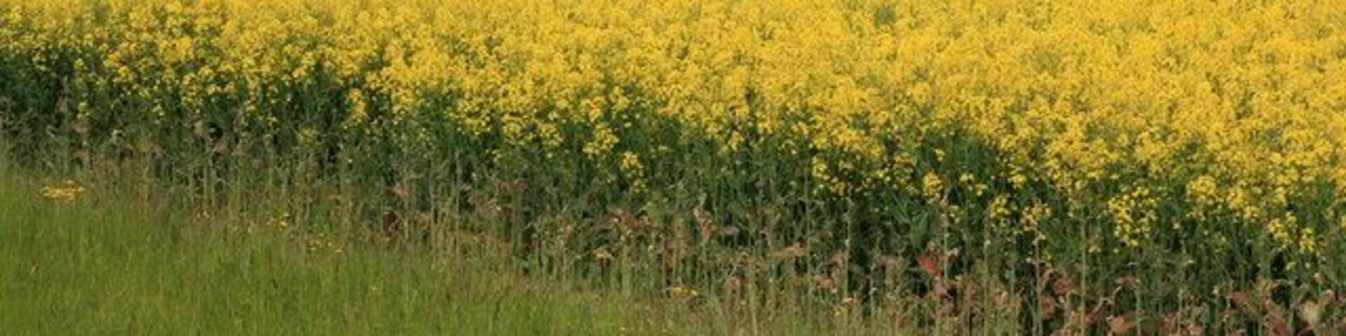 Yellow field near Bentley Footbridge over the A31 viewed from Station Road across the yellow of oilseed rape.
