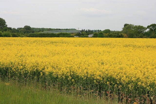 A field of yellow flowers with a bridge in the background.