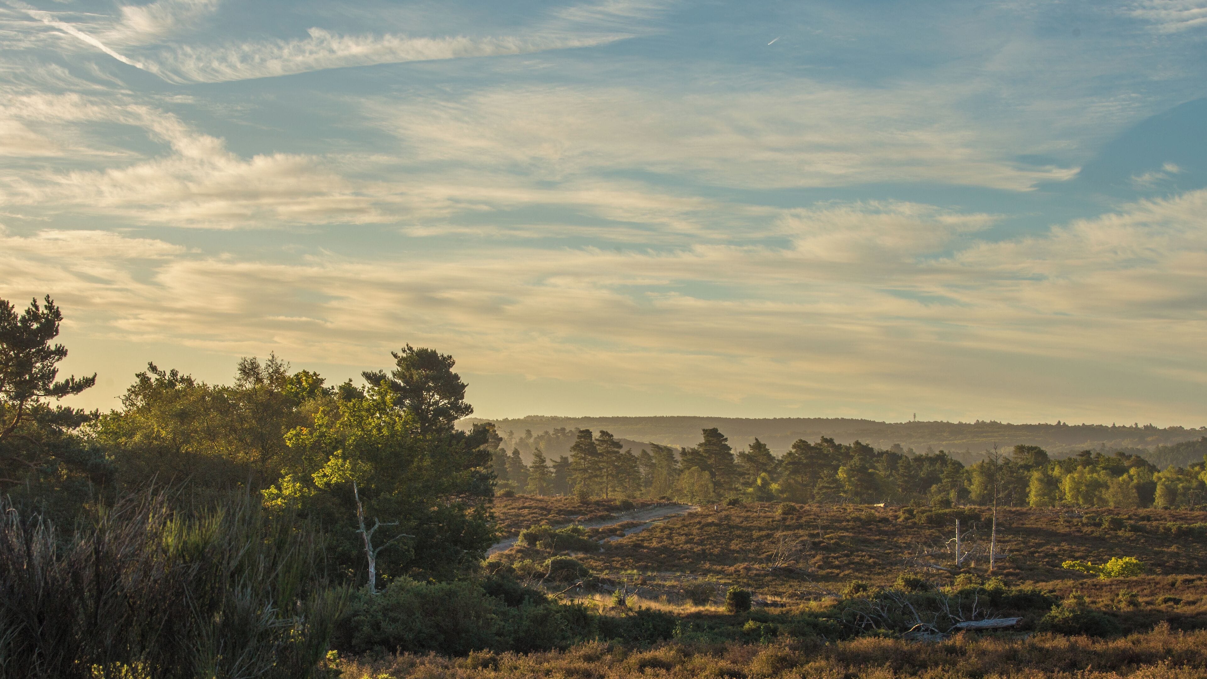 Lovely pond, great for dog walks, awesome views 