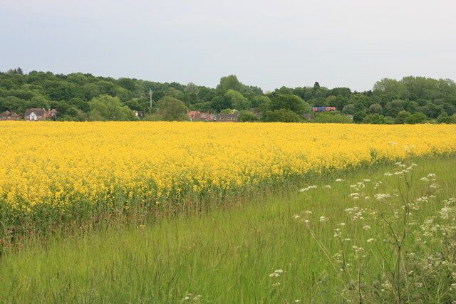 Oilseed rape near Bentley Oilseed rape field by Station Road, Bentley looking towards Bentley station (notice the train and mobile phone mast in the distance).