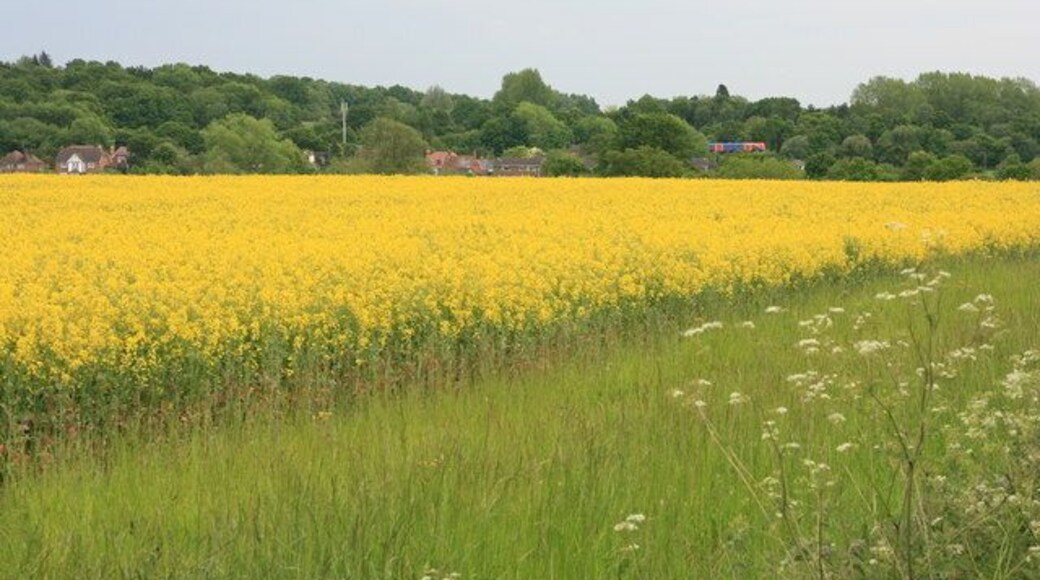 Oilseed rape near Bentley Oilseed rape field by Station Road, Bentley looking towards Bentley station (notice the train and mobile phone mast in the distance).