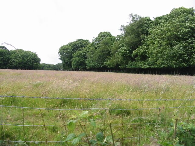 Looking across grass field towards Cobham's Rough