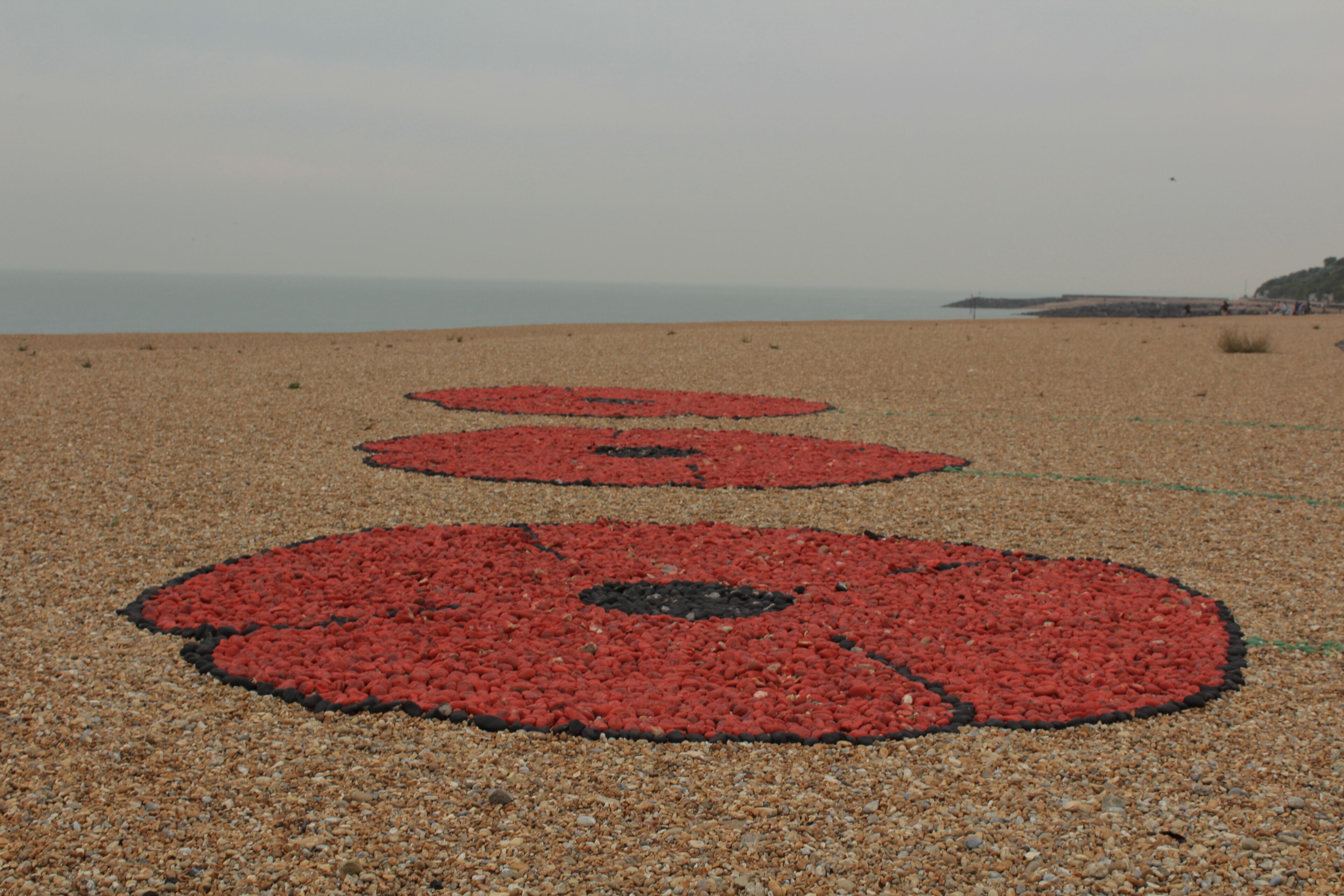 Poppies on the beach lots of different things to photograph 