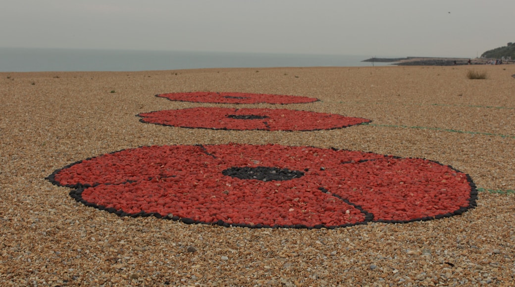 Poppies on the beach lots of different things to photograph
