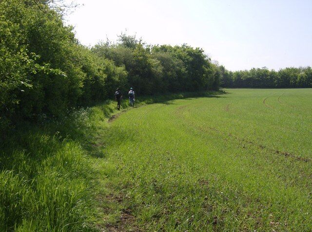 Approaching the A36 The Macmillan Way long-distance path runs along the edge of this arable field towards the A36 which is just beyond the far hedge. Wheat (or possibly barley) is just starting to grow.