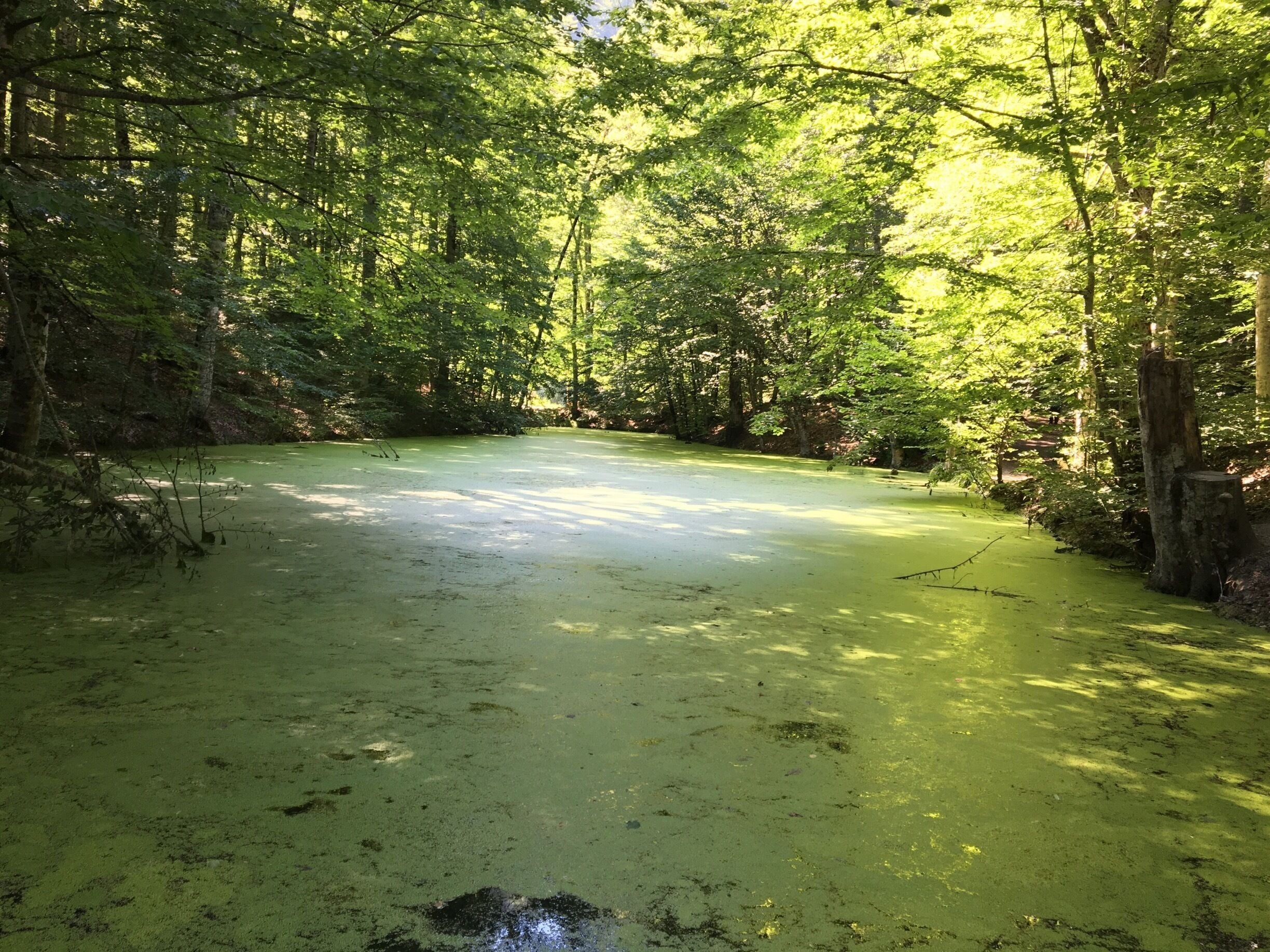 Beautiful lake , good atmosphere 