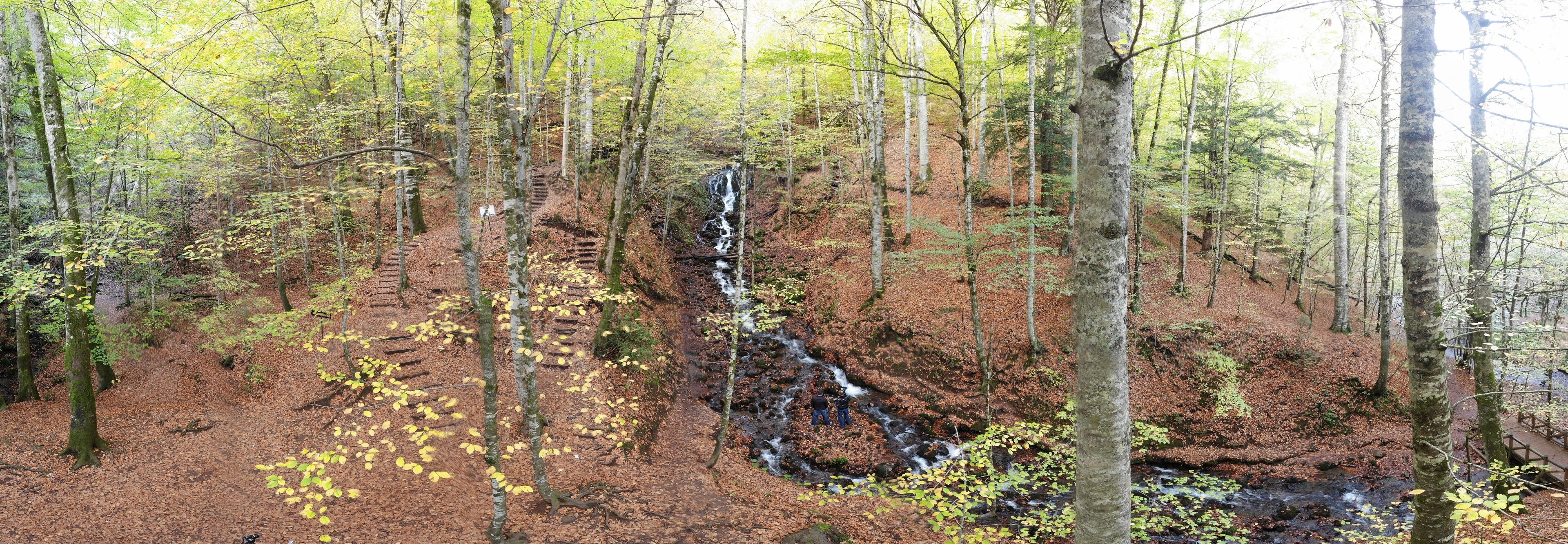 A forest with a waterfall and a wooden staircase.