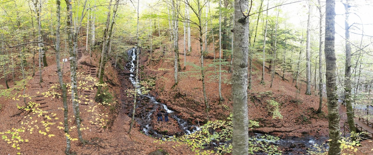 A forest with a waterfall and a wooden staircase.